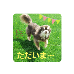[LINEスタンプ] チワワのモカたん♪ちょこっとハルたん1