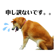 [LINEスタンプ] 我が家の柴犬、えるさん。