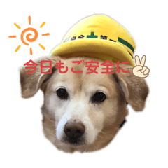 [LINEスタンプ] うちのわんズ♫