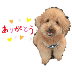 [LINEスタンプ] チャ太郎と友達スタンプ