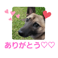 [LINEスタンプ] こつぶちゃん☆