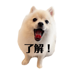 [LINEスタンプ] こむぎの一言スタンプ！