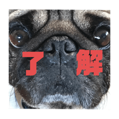 [LINEスタンプ] 大福の毎日～part2～