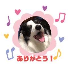 [LINEスタンプ] 我が家のロッキースタンプpart1