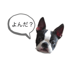 [LINEスタンプ] ボストンテリアのほしお