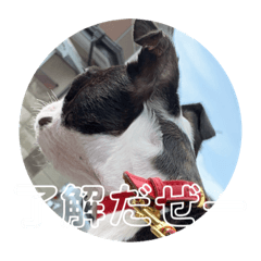 [LINEスタンプ] ボストンの一日