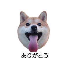 [LINEスタンプ] 柴犬ここ その①