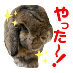 [LINEスタンプ] 愛うさぎ らぶちゃんスタンプ