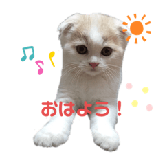 [LINEスタンプ] ねこちゃんメッセージスタンプ