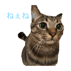 [LINEスタンプ] トワちゃんスタンプにゃ