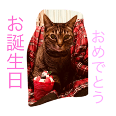 [LINEスタンプ] うちの猫 イヴちゃん