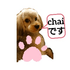[LINEスタンプ] chai❣️ZAKI