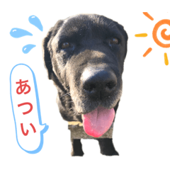 [LINEスタンプ] よる（よっくん）