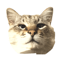 [LINEスタンプ] さぶたん