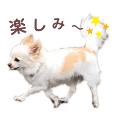 [LINEスタンプ] 白チワワ☆ペロミー