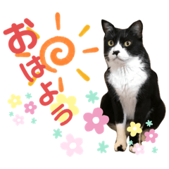 [LINEスタンプ] にゃんむ天皇＆たがう姫(シロクロ猫)