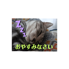 [LINEスタンプ] 我輩はビビである！