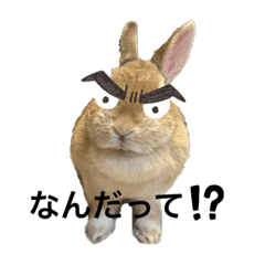 [LINEスタンプ] ウサギののきなこ