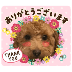 [LINEスタンプ] トイプー❤️ショコロン❤️家族用