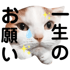 [LINEスタンプ] 猫のぺろさん