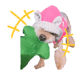 [LINEスタンプ] 可愛いトイプードルちゃん