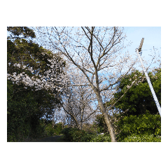 [LINEスタンプ] 桜、咲く