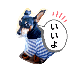 [LINEスタンプ] お返事ミニチュアピンシャー