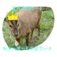 [LINEスタンプ] 発情島(八丈島)のキョン