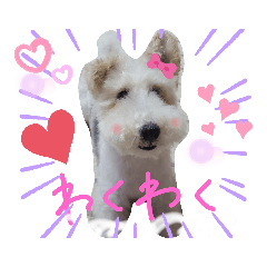 [LINEスタンプ] ワイヤーフォックステリア♥️ジジ
