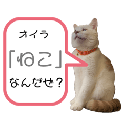 [LINEスタンプ] 愛猫すたむぷ（モナちゃん編）ver02
