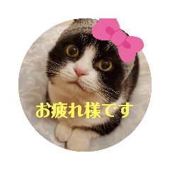 [LINEスタンプ] にゃんず中毒