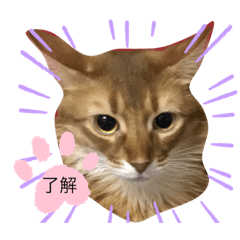 [LINEスタンプ] cat apollon