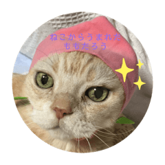 [LINEスタンプ] 猫からうまれたももたろさん