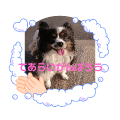[LINEスタンプ] パピヨンのリロ♪エチケット特集！