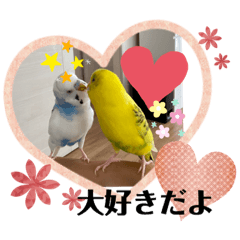 [LINEスタンプ] 仲良し インコのキイとシロ