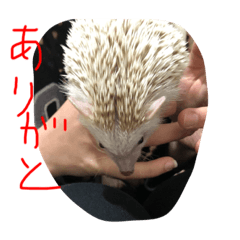 [LINEスタンプ] ハリーちゃん謝るシリーズ