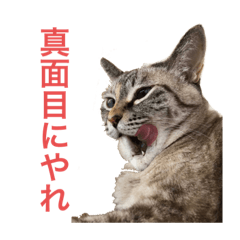 [LINEスタンプ] はるちゃんビジネスversion