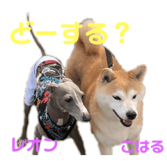 [LINEスタンプ] DLSの園児たち