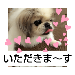 [LINEスタンプ] ペキmixはるのきもち