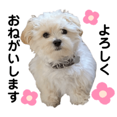 [LINEスタンプ] マルプーのニック②