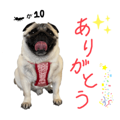 [LINEスタンプ] パグの諷太郎⭐︎第2段‼️