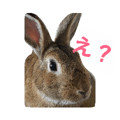 [LINEスタンプ] だいずうさぎ