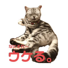 [LINEスタンプ] するめといっしょ