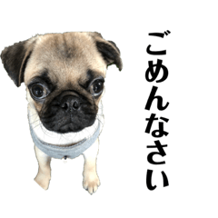 [LINEスタンプ] うちの愛犬だぞよ！