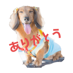 [LINEスタンプ] シュガーすたんぷ