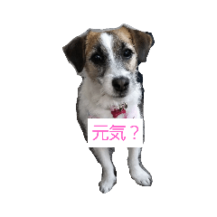 [LINEスタンプ] ジャックラッセルテリアラテちゃんスタンプ