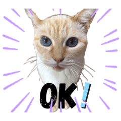 [LINEスタンプ] しろべー