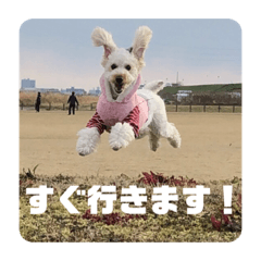 [LINEスタンプ] My Pet in Japan