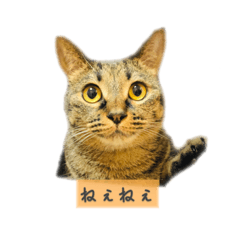 [LINEスタンプ] しぃちゃんすたんぷ〜
