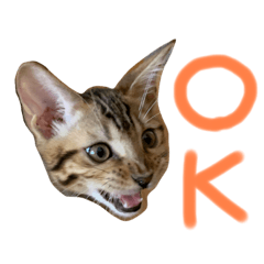[LINEスタンプ] ベンガル猫ベガのスタンプ3